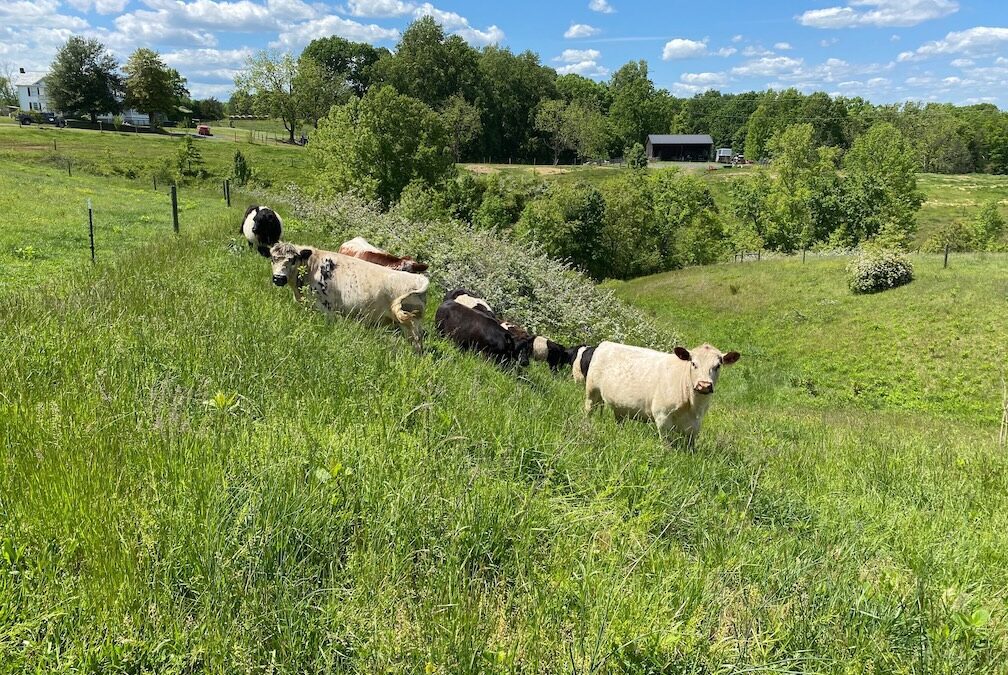 cattle in pasture