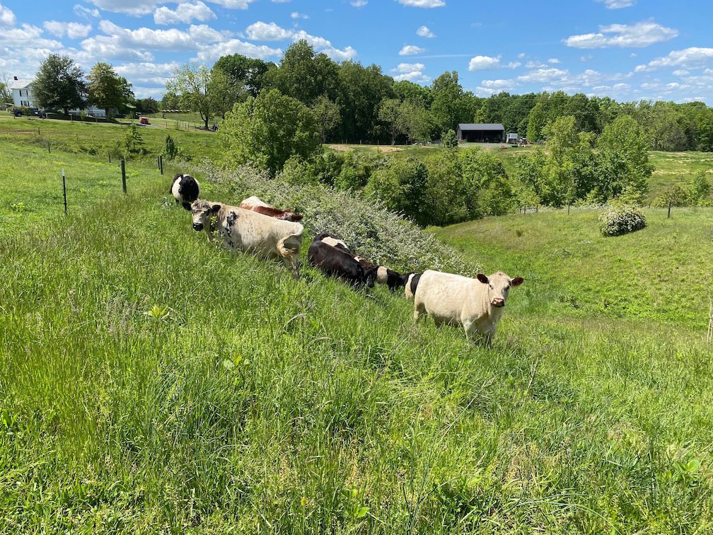 cattle in pasture