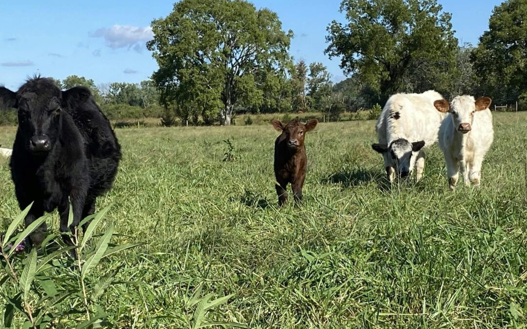 cattle at Longbottom Farm