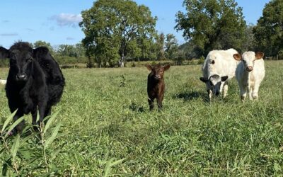 Cattle Farming 101: What I Didn’t Cover in the Video