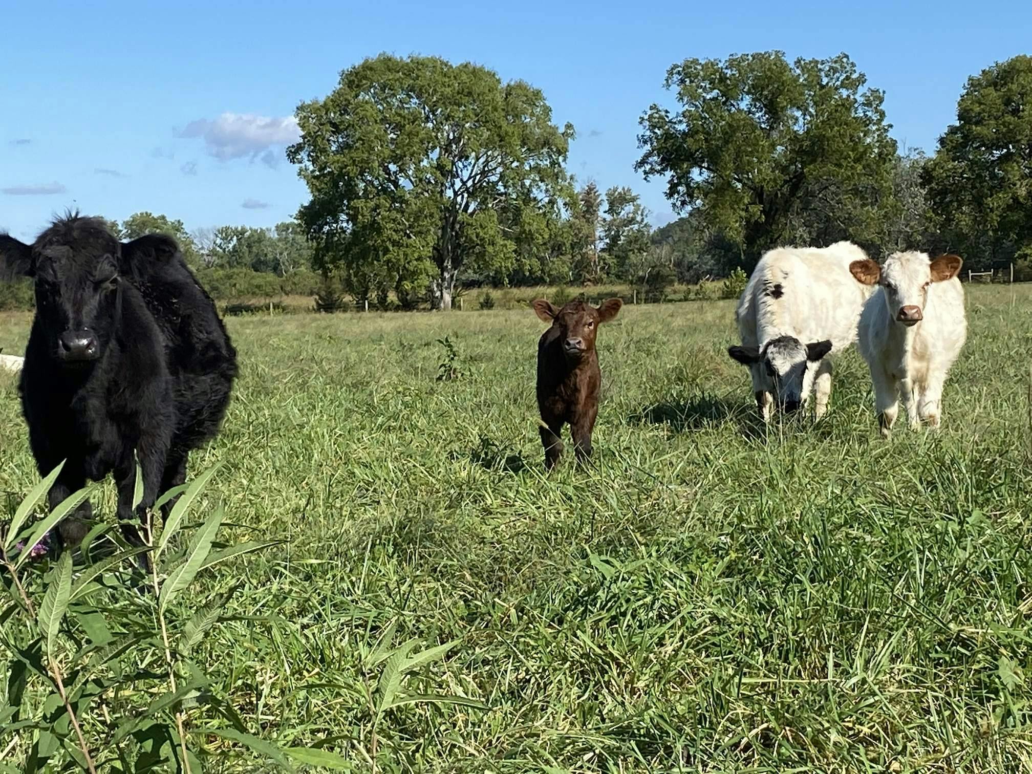 cattle at Longbottom Farm