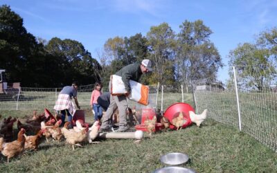 Why We Scaled Back to 100 Birds (The Real Story)