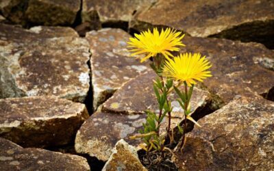 What I’m Thinking About While the Power’s Still On