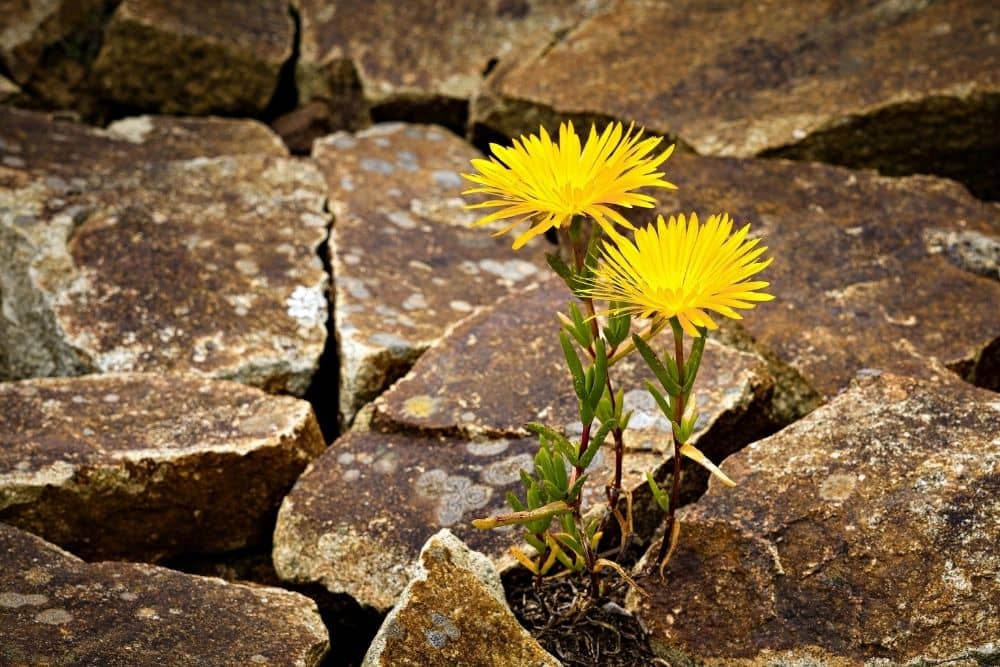 Flower growing in rocks representing resilience in farming and life